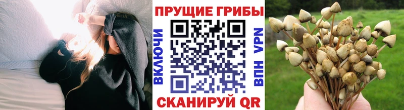 Псилоцибиновые грибы Psilocybine cubensis  Аркадак 